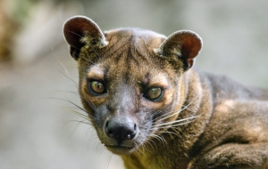 Fossa HD Background