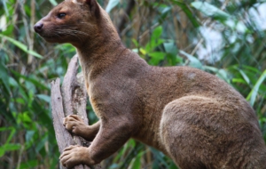 Fossa HD Wallpaper