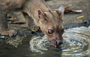 Fossa For Desktop