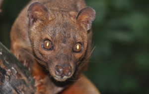 Fossa For Desktop Background
