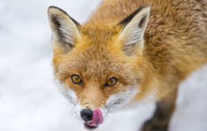 Fox Computer Backgrounds