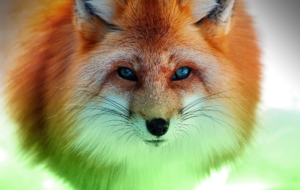 Fox Desktop Images