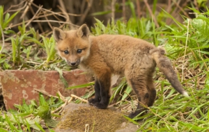 Fox Desktop Wallpaper