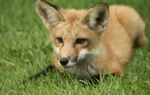 Fox Free HD Wallpapers