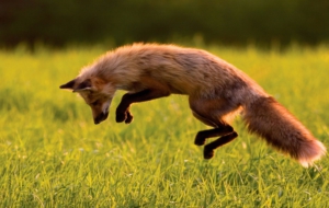 Fox For Desktop