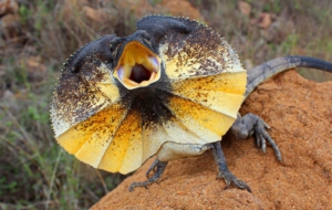 Frilled Neck Lizard 4K