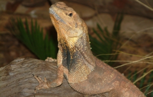 Frilled Neck Lizard Background