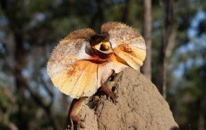 Frilled Neck Lizard Computer Backgrounds