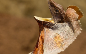 Frilled Neck Lizard Computer Wallpaper