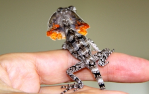 Frilled Neck Lizard Desktop