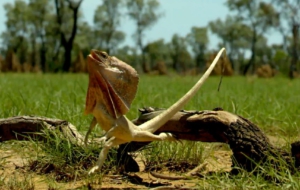 Frilled Neck Lizard Desktop Images
