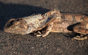 Frilled Neck Lizard Desktop Wallpaper