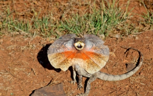 Frilled Neck Lizard HD