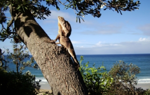 Frilled Neck Lizard HD Background