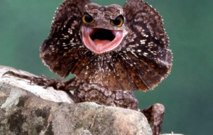 Frilled Neck Lizard HD Desktop