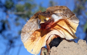 Frilled Neck Lizard HD Wallpaper