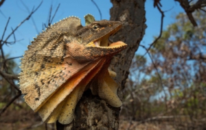 Frilled Neck Lizard High Definition Wallpapers