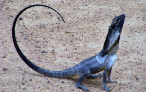 Frilled Neck Lizard For Desktop