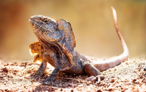 Frilled Neck Lizard Full HD
