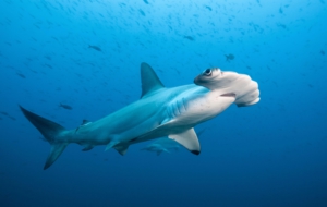 Hammerhead Shark 4K