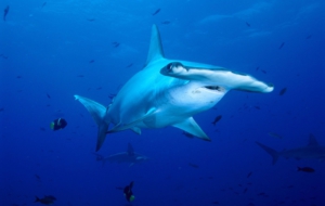 Hammerhead Shark Background