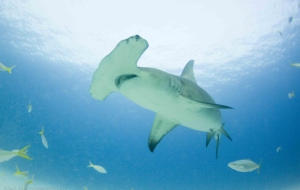 Hammerhead Shark Computer Backgrounds