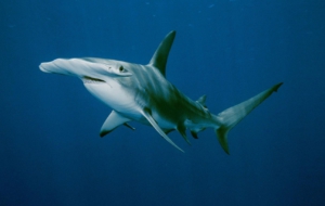 Hammerhead Shark Desktop