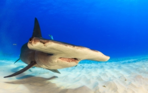 Hammerhead Shark HD