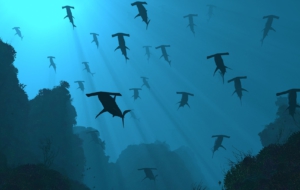 Hammerhead Shark HD Desktop