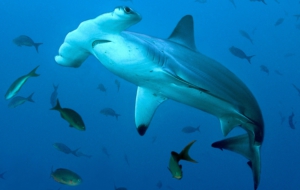 Hammerhead Shark High Definition