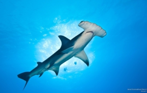 Hammerhead Shark High Definition Wallpapers