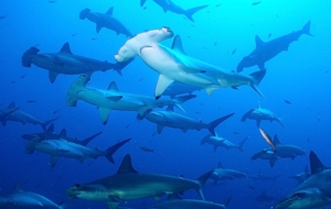 Hammerhead Shark High Quality Wallpapers