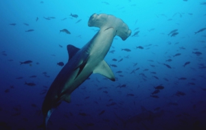 Hammerhead Shark For Desktop