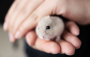 Hamster Desktop Images