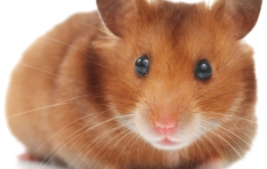 Hamster Desktop Wallpaper