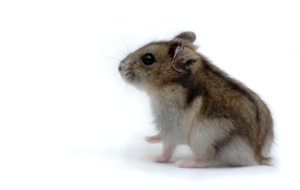 Hamster Download