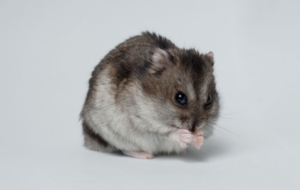 Hamster Download Free Backgrounds HD