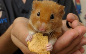 Hamster Free Download