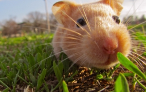 Hamster Free HD Wallpapers