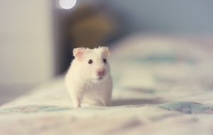 Hamster HD Wallpaper