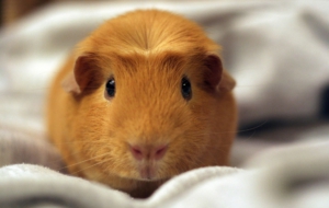 Hamster HD Pics