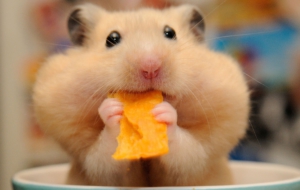Hamster High Definition