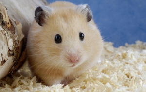 Hamster High Definition Wallpapers