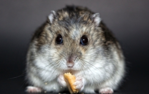 Hamster Full HD