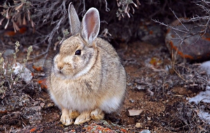 Hare Computer Wallpaper