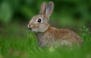 Hare Free HD Wallpapers