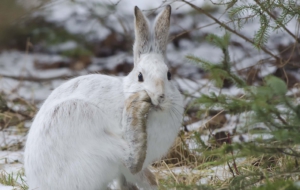 Hare Photos