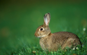 Hare For Desktop Background