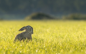 Hare Free Images