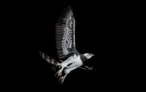 Harpy Eagle 4K